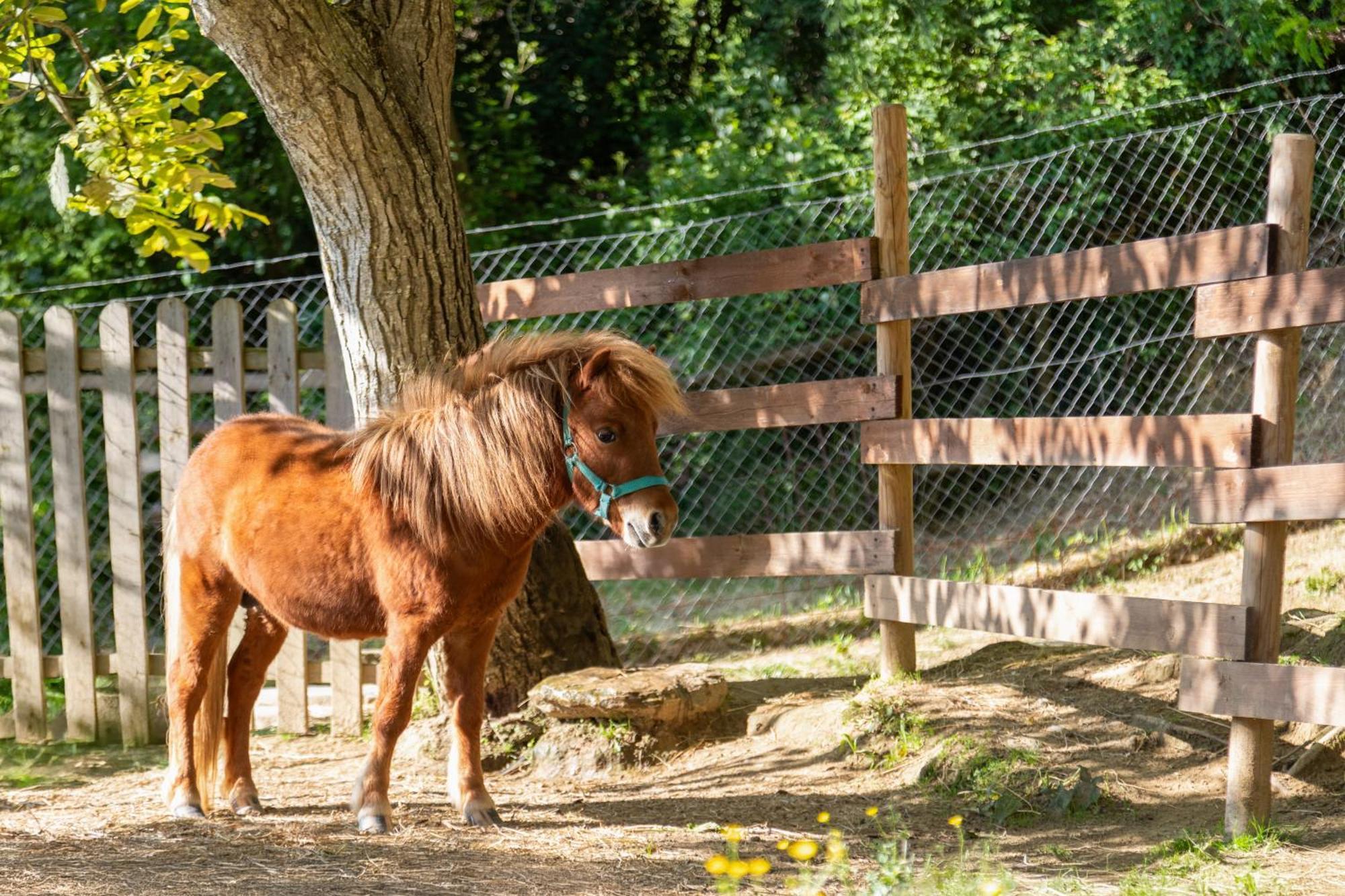 Alpaca Country House Pontedera Exteriör bild